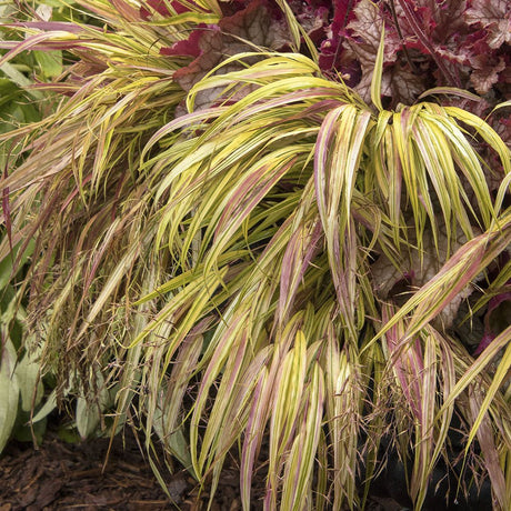 Iarba Hakonechloa Sunflare, culori spectaculoase