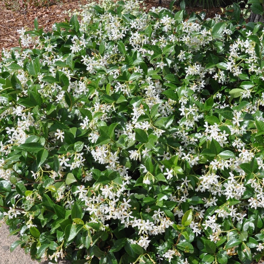 Iasomie Comuna globulara, cu floare alba- 65 cm - VERDENA-65 cm inaltime, livrat in ghiveci de 10 l