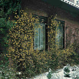 Iasomie de Iarna (Jasminum Nudiflorum), cu flori galbene stelate - VERDENA-65 cm inaltime, livrat in ghiveci de 2 l