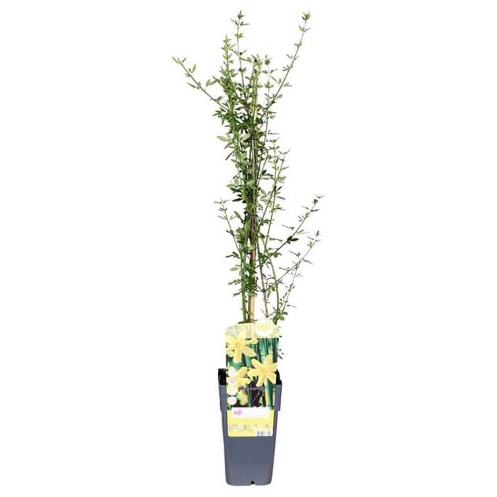Iasomie de Iarna (Jasminum Nudiflorum), cu flori galbene stelate - VERDENA-65 cm inaltime, livrat in ghiveci de 2 l