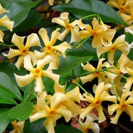 Iasomie galbena Yellow Wings (Trachelospermum Jasminoides)