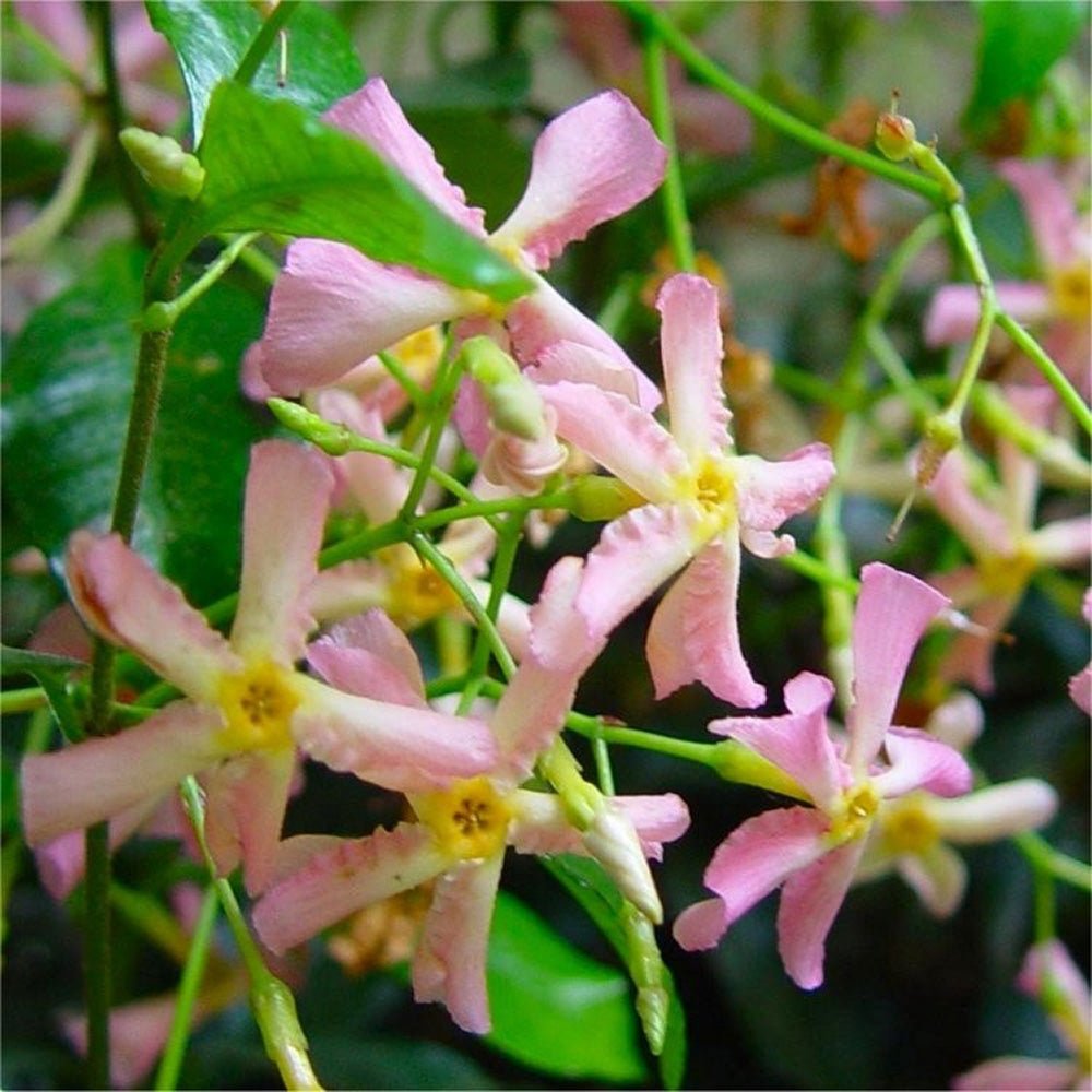 Iasomie Star Of Sicily, cu florare roz - VERDENA-60-70 cm inaltime, livrat in ghiveci de 2 l