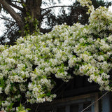 Iasomie (Trachelospermum jasminoides) - VERDENA-60-80 cm inaltime livrat in ghiveci de 2 L