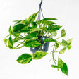 Iedera diavolului Curgatoare Epipremnum Aureum - 50 cm - VERDENA-50 cm inaltime livrat in ghiveci de 1.5 l