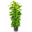 Iedera diavolului Epipremnum Aureum (Cu Suport) - 120 cm - VERDENA-120 cm inaltime, livrat in ghiveci de 5 l