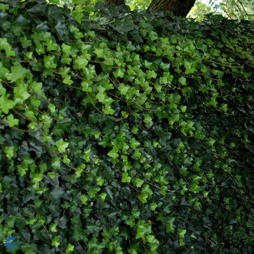 Iedera Hedera Hibernica, vesnic verde - VERDENA-80-100 cm inaltime, livrat in ghiveci de 2 l