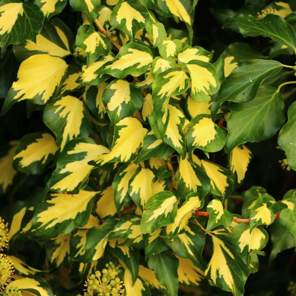 Iedera verde-auriu Goldheart, cataratoare si vesnic verde - VERDENA-65 cm inaltime, livrat in ghiveci de 2 l