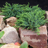 Ienupar verde Saxatilis - VERDENA-25-30 cm inaltime livrat in ghiveci de 3 L