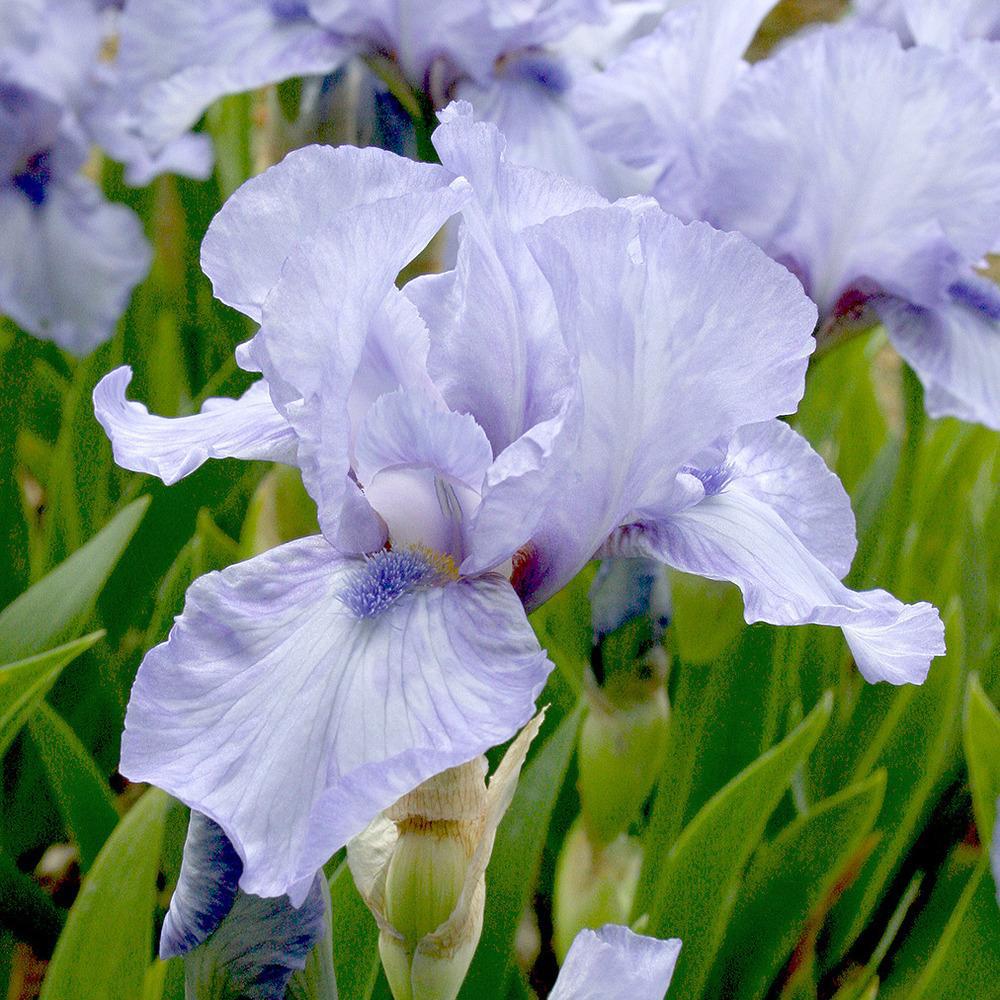 Iris barbata (Stanjenel) Az Ap, livrat in ghiveci de 1L