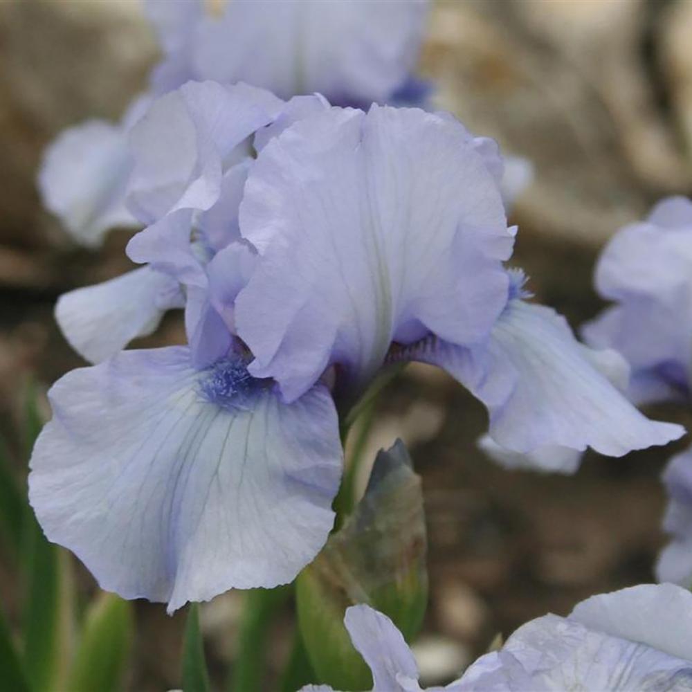 Iris barbata (Stanjenel) Az Ap, livrat in ghiveci de 1L
