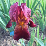 Iris barbata (Stanjenel) Caldron, livrat in ghiveci de 1L
