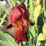 Iris barbata (Stanjenel) Caldron, livrat in ghiveci de 1L