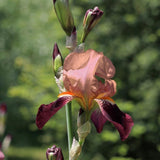 Iris barbata (Stanjenel) Cimarron Strip, livrat in ghiveci de 1L