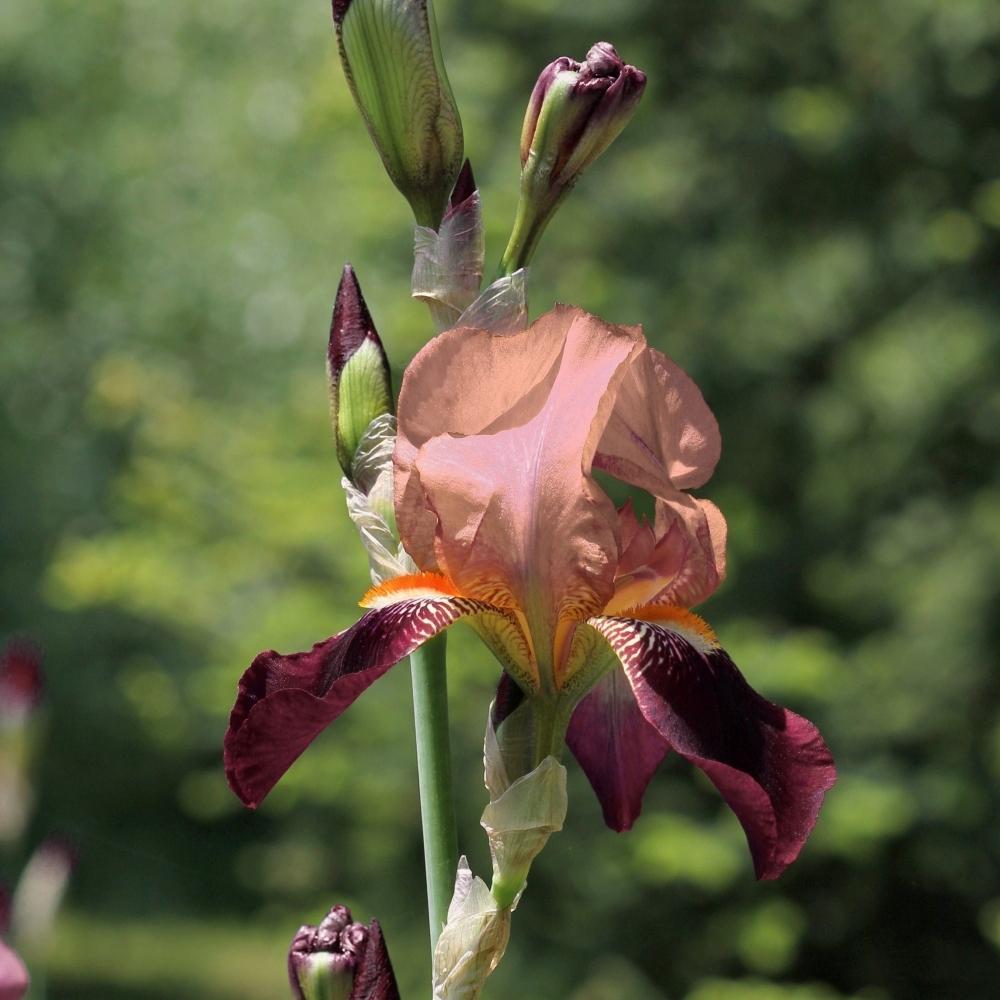 Iris Germanica (Stanjenel) Cimarron Strip | Verdena – VERDENA