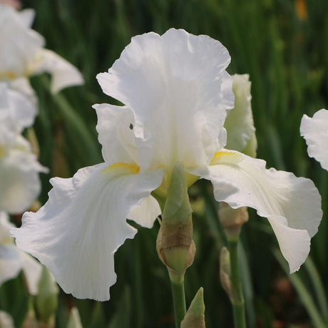 Iris barbata (Stanjenel) Cliffs of Dover, livrat in ghiveci de 1L