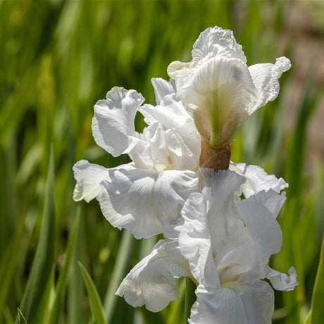 Black Friday - Reduceri Iris Germanica (Stanjenel) Cliffs Of Dover Promotie