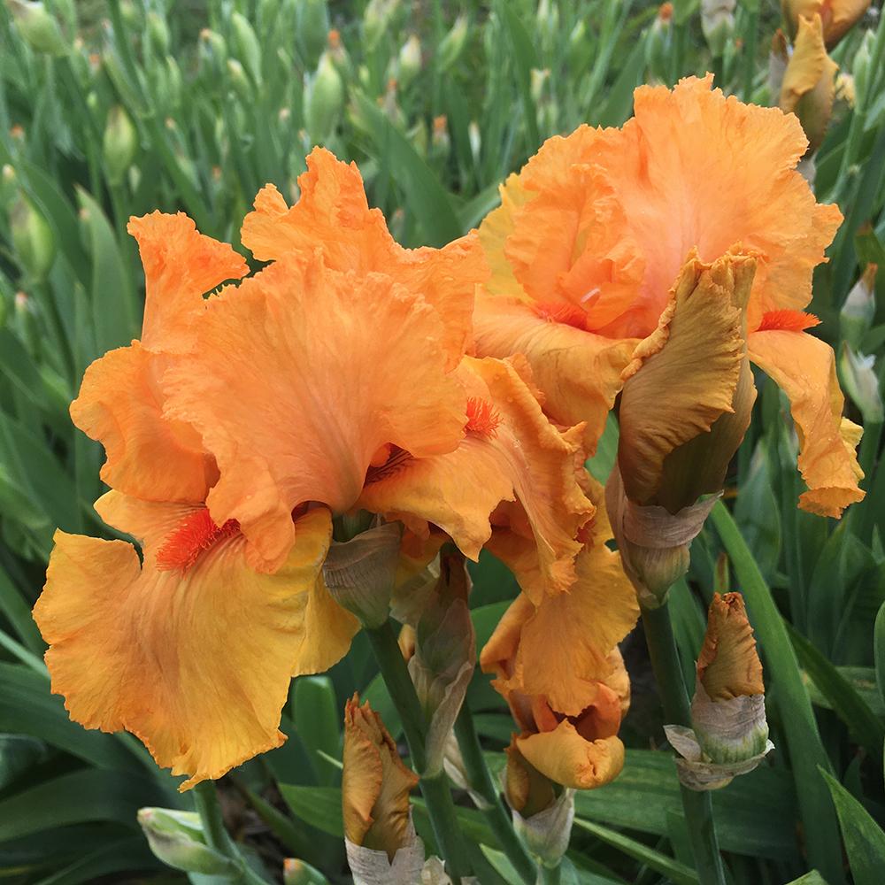 Iris barbata (Stanjenel) Feu du Ciel, livrat in ghiveci de 1L