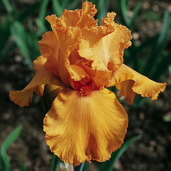 Iris barbata (Stanjenel) Feu du Ciel, livrat in ghiveci de 1L