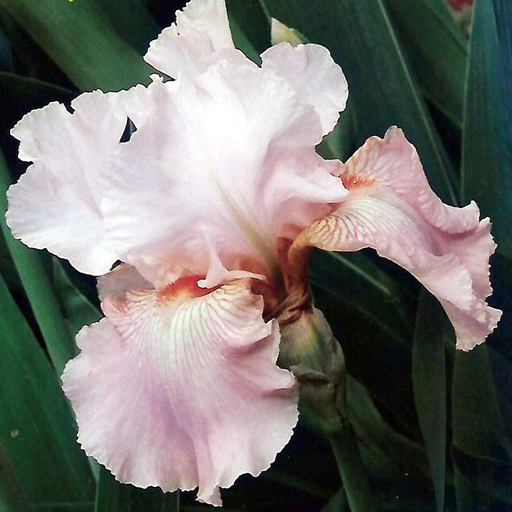 Iris barbata (Stanjenel) Frappe, livrat in ghiveci de 1L