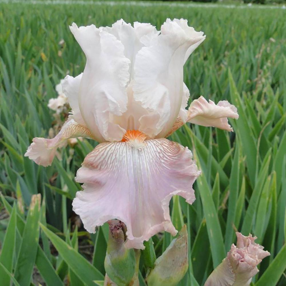 Iris barbata (Stanjenel) Frappe, livrat in ghiveci de 1L