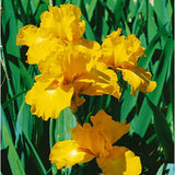 Iris barbata (Stanjenel) Goldfacke, livrat in ghiveci de 1L