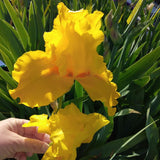 Iris barbata (Stanjenel) Goldfacke, livrat in ghiveci de 1L