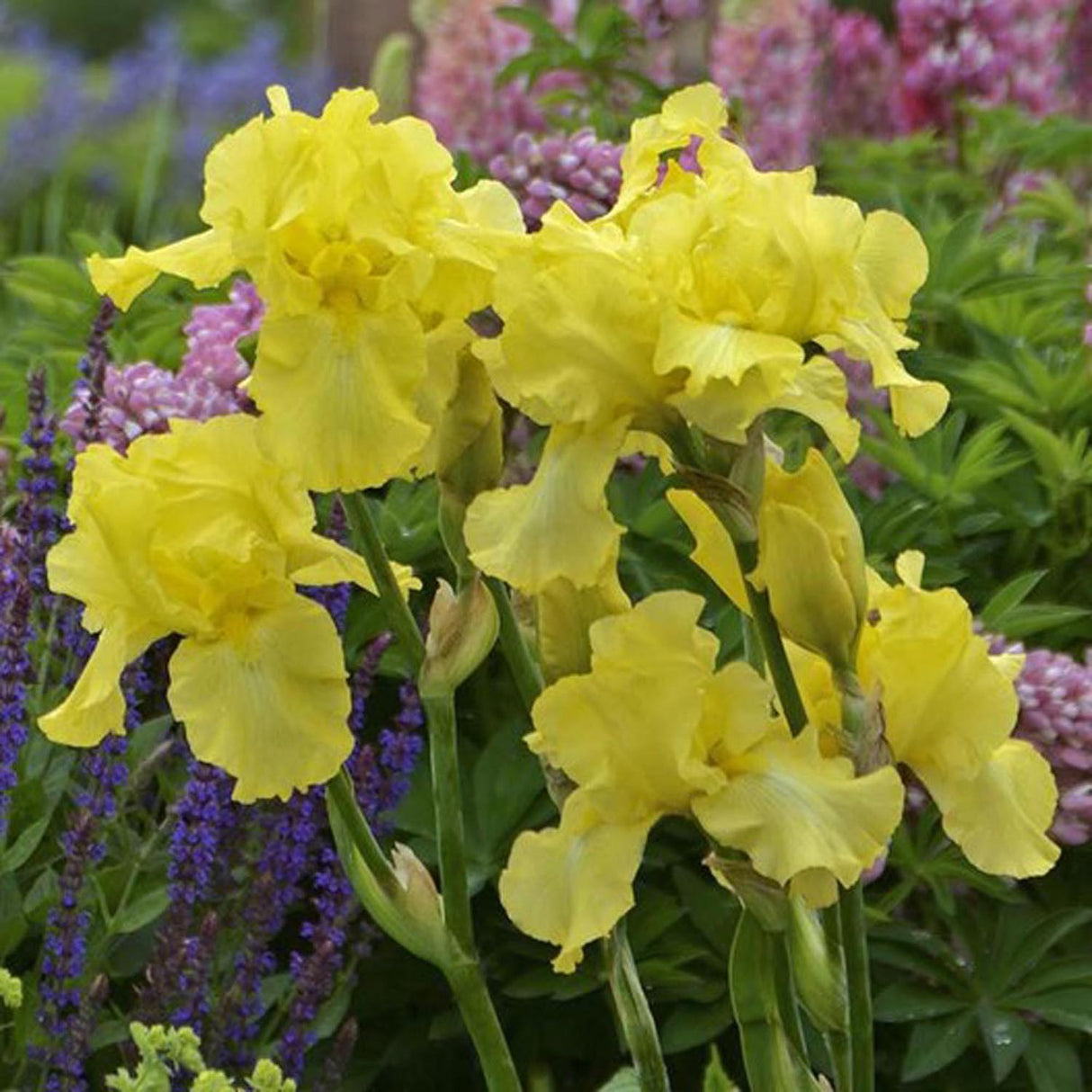 Iris barbata (Stanjenel) Harvest of Memories, livrat in ghiveci de 1L