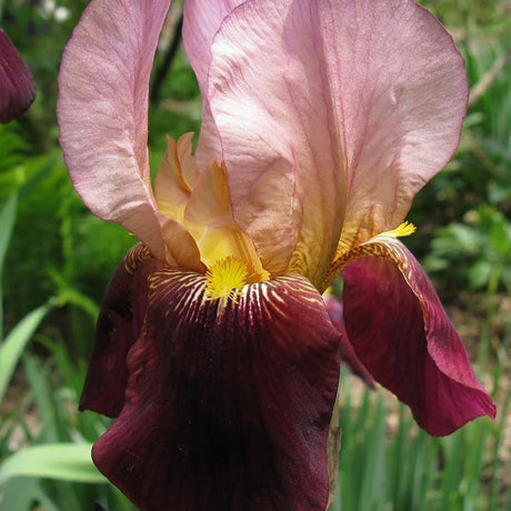 Iris Germanica (Stanjenel) Indian Chief, cu flori bronz-rosiatice