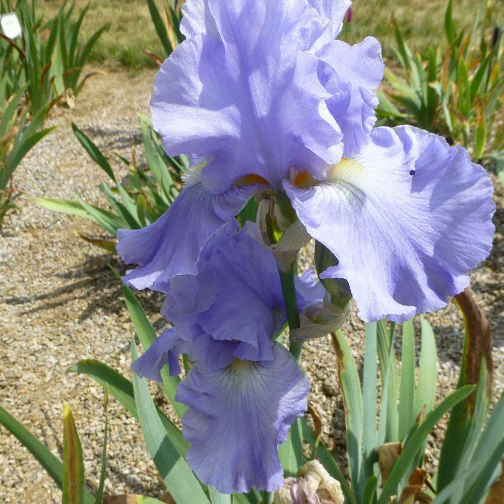 Iris barbata (Stanjenel) Lovely Again, livrat in ghiveci de 1L