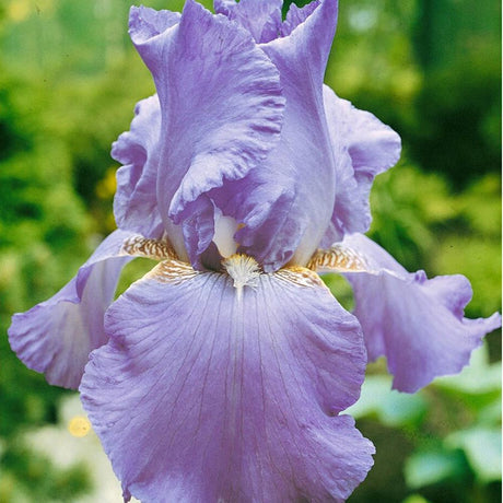 Iris Germanica (Stanjenel) Lovely Again