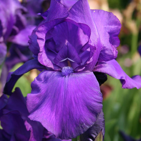 Iris barbata (Stanjenel) Matinata, livrat in ghiveci de 1L