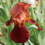 Iris barbata (Stanjenel) Natchez Trace, livrat in ghiveci de 1L