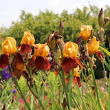 Iris barbata (Stanjenel) Natchez Trace, livrat in ghiveci de 1L