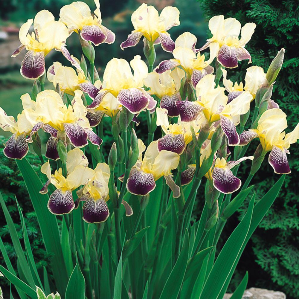 Iris barbata (Stanjenel) Nibelungen, livrat in ghiveci de 1L