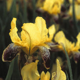 Iris barbata (Stanjenel) Nibelungen, livrat in ghiveci de 1L