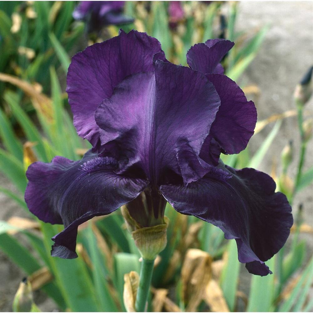 Iris barbata (Stanjenel) Night Owl, livrat in ghiveci de 1L