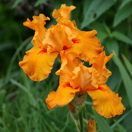 Iris barbata (Stanjenel) Orange Harvest, livrat in ghiveci de 1L