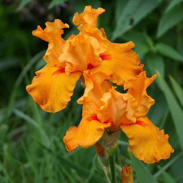 Iris barbata (Stanjenel) Orange Harvest, livrat in ghiveci de 1L