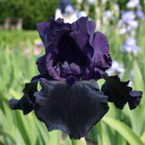 Iris barbata (Stanjenel) Superstition, livrat in ghiveci de 1L
