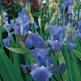 Iris barbata (Stanjenel) Victoria Falls, livrat in ghiveci de 1L
