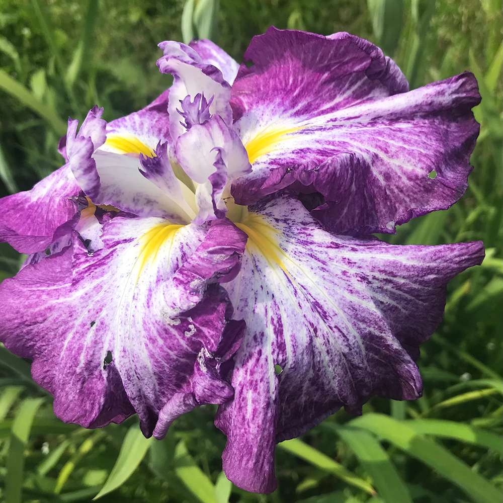 Iris Germanica Mov-Alb (Stanjenel) Harlequinesque | Verdena – VERDENA