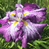 Iris Germanica Mov-Alb (Stanjenel) Harlequinesque - VERDENA-livrat in ghiveci de 5 l