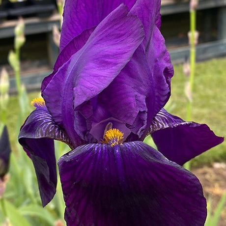 Iris Germanica (Stanjenel) Bishop's Robe - Bulb Plantat In Ghiveci