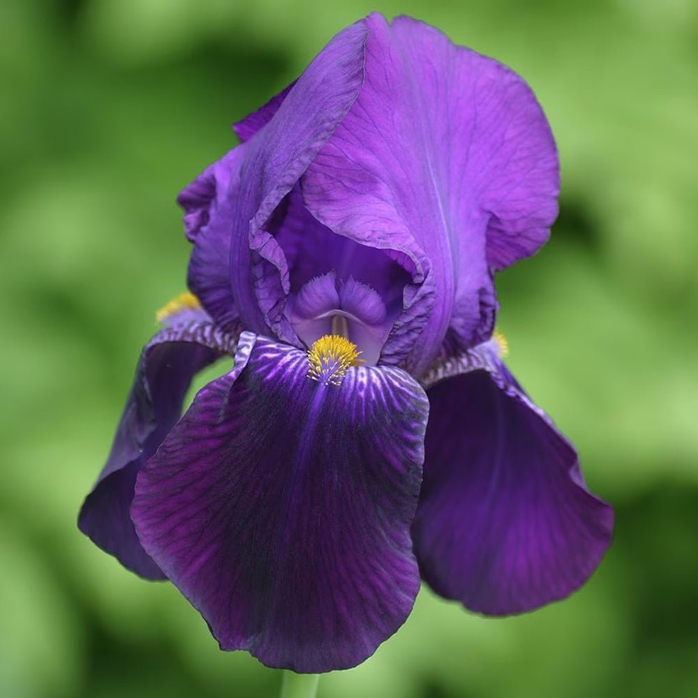 Iris Germanica (Stanjenel) Bishop's Robe - Bulb Plantat In Ghiveci - VERDENA-9-11 cm inaltime, livrat in ghiveci de 0.7 l