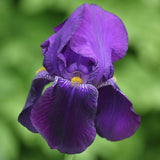 Iris Germanica (Stanjenel) Bishop's Robe - Bulb Plantat In Ghiveci - VERDENA-9-11 cm inaltime, livrat in ghiveci de 0.7 l