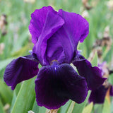 Iris Germanica (Stanjenel) Black Swan - Bulb Plantat In Ghiveci