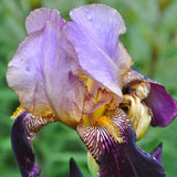 Iris Germanica (Stanjenel) Bruno - Bulb plantat in ghiveci - VERDENA-livrat la ghiveci de 1.3 L ( 11 cm )