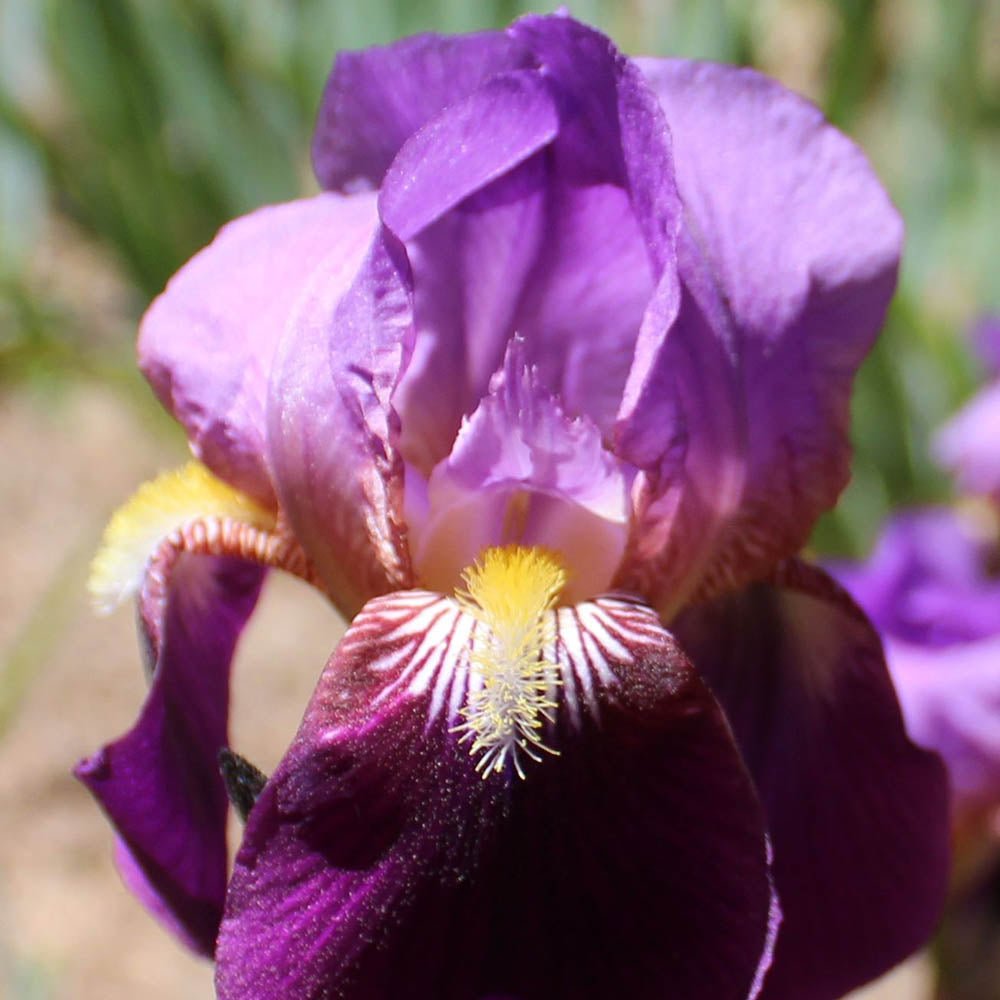 Iris Germanica (Stanjenel) Bruno - Bulb plantat in ghiveci - VERDENA-livrat la ghiveci de 1.3 L ( 11 cm )