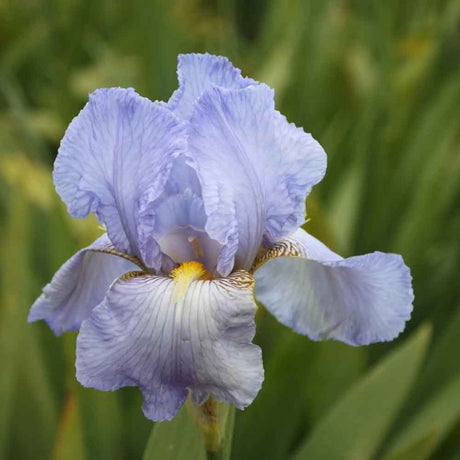 Iris Germanica (Stanjenel) Butterfly - Bulb plantat in ghiveci - VERDENA-livrat la ghiveci de 0.5 L ( 9 cm )