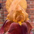 Iris Germanica (Stanjenel) Caligula - Bulb Plantat In Ghiveci